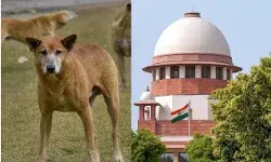 आवारा कुत्तों को लेकर सुप्रीम कोर्ट सख्त- पकड़ने में कोई अड़ंगा डाले..