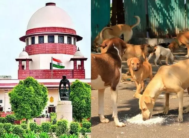 चिकन खाकर बनते हैं पशु प्रेमी- कुत्तों पर SC ने सुरक्षित रखा फैसला