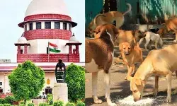 चिकन खाकर बनते हैं पशु प्रेमी- कुत्तों पर SC ने सुरक्षित रखा फैसला चिकन खाकर बनते हैं पशु प्रेमी- कुत्तों पर SC ने सुरक्षित रखा फैसला