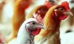 बर्ड फ़्लू को लेकर सरकार अलर्ट- पोल्ट्री फार्मों की बढ़ा दी निगरानी बर्ड फ़्लू को लेकर सरकार अलर्ट- पोल्ट्री फार्मों की बढ़ा दी निगरानी