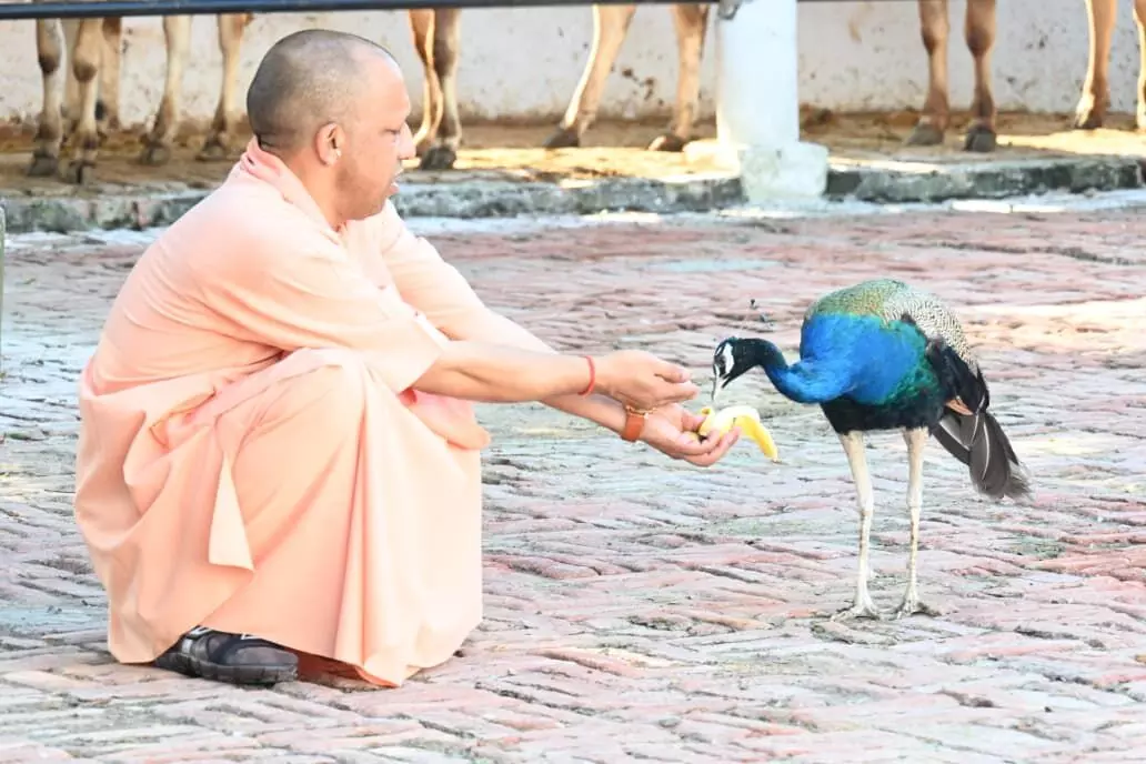 गुरु गोरखनाथ की पूजा कर सीएम योगी ने मोर को खिलाया केला और.... गुरु गोरखनाथ की पूजा कर सीएम योगी ने मोर को खिलाया केला और....