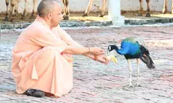 गुरु गोरखनाथ की पूजा कर सीएम योगी ने मोर को खिलाया केला और....