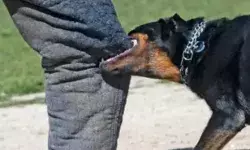 मॉर्निंग वॉक पर निकले दरोगा पर आवारा कुत्ते का अटैक- नोच डाला पैर मॉर्निंग वॉक पर निकले दरोगा पर आवारा कुत्ते का अटैक- नोच डाला पैर