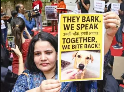 कोर्ट का सुप्रीम फैसला- नसबंदी वह टीकाकरण के बाद छोडे जाएंगे कुत्ते कोर्ट का सुप्रीम फैसला- नसबंदी वह टीकाकरण के बाद छोडे जाएंगे कुत्ते