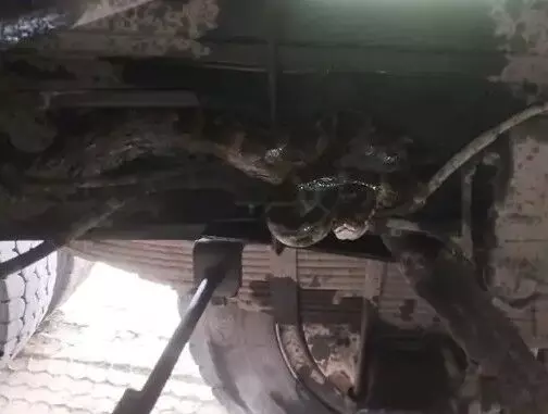 हवा चेक करते समय ट्रक की चेसिस में विशालकाय अजगर को देख उड़े होश