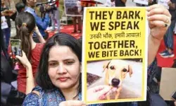 कोर्ट का सुप्रीम फैसला- नसबंदी वह टीकाकरण के बाद छोडे जाएंगे कुत्ते