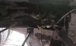 हवा चेक करते समय ट्रक की चेसिस में विशालकाय अजगर को देख उड़े होश हवा चेक करते समय ट्रक की चेसिस में विशालकाय अजगर को देख उड़े होश