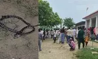 चाची और भतीजी बरामदे में रही थी सो तभी नाग नागिन ने लिया डस - मौत