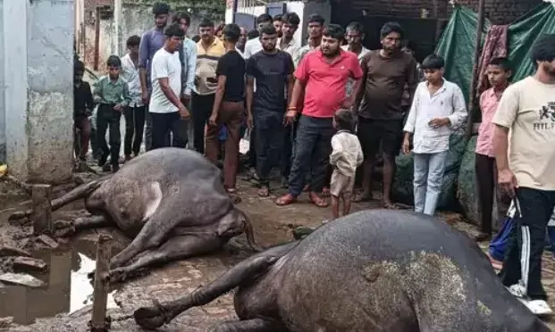 घनी आबादी के बीच टूटकर गिरा हाईटेंशन का तार- ले गया दो भैंसों की जान