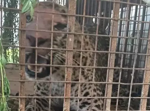 आखिरकार लग ही गई हाथ-15 दिन की जद्दोजहद के बाद पिंजरे में फंसी.. आखिरकार लग ही गई हाथ-15 दिन की जद्दोजहद के बाद पिंजरे में फंसी..