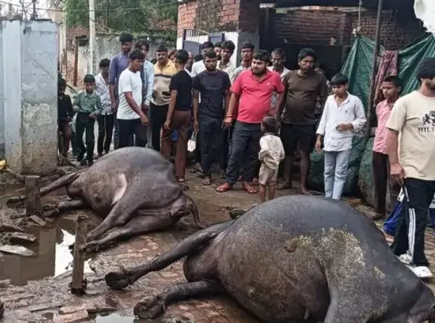 घनी आबादी के बीच टूटकर गिरा हाईटेंशन का तार- ले गया दो भैंसों की जान घनी आबादी के बीच टूटकर गिरा हाईटेंशन का तार- ले गया दो भैंसों की जान