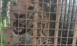 आखिरकार लग ही गई हाथ-15 दिन की जद्दोजहद के बाद पिंजरे में फंसी..