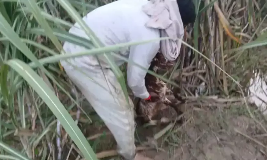 कुत्तों को गायब कर उन्हें चट करने के बाद गुलदार ने बकरी के बच्चे को...