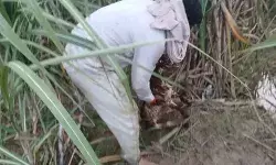 कुत्तों को गायब कर उन्हें चट करने के बाद गुलदार ने बकरी के बच्चे को... कुत्तों को गायब कर उन्हें चट करने के बाद गुलदार ने बकरी के बच्चे को...