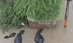 बारिश का कहर जारी- अधिकारियों एवं कर्मचारी की छुट्टियां रद्द बारिश का कहर जारी- अधिकारियों एवं कर्मचारी की छुट्टियां रद्द