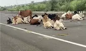 तेज रफ्तार अज्ञात हाईवा की टक्कर से आठ गायों की मौत- इतनी घायल