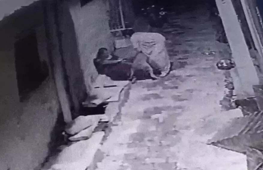 55 साल की महिला पर पिटबुल का अटैक- हाथ और जांघ कर डाले जख्मी