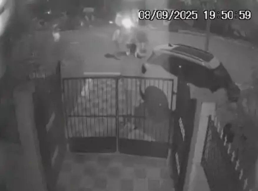 मामा भांजे पर सांड का अटैक- हमले होते ही मौके पर भगदड़