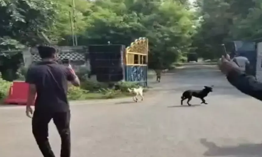 नगर निगम की टीम से बदसलूकी-गौरक्षक छुड़ाकर ले गए कुत्ते