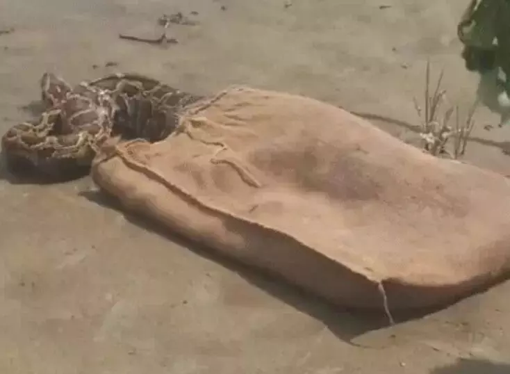 दूर से ही कुत्ते को निकल गया 15 फीट लंबा अजगर- 15 मिनट बाद ही..