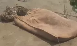 दूर से ही कुत्ते को निकल गया 15 फीट लंबा अजगर- 15 मिनट बाद ही.. दूर से ही कुत्ते को निकल गया 15 फीट लंबा अजगर- 15 मिनट बाद ही..