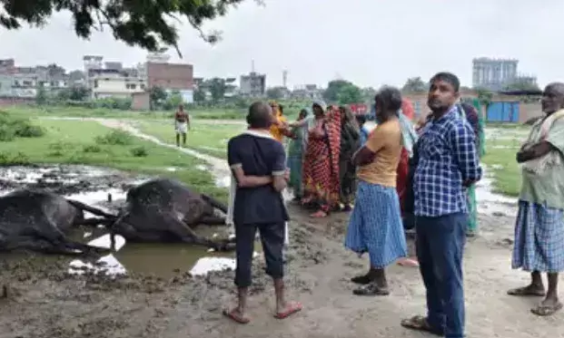 आसमान से गिरी बिजली की चपेट में आई दो भैंसों की मौके पर मौत