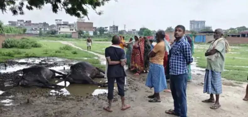 आसमान से गिरी बिजली की चपेट में आई दो भैंसों की मौके पर मौत