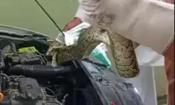 कार के इंजन में बैठे अजगर ने लोगों की सांसे हलक में अटकाई- निकलने...