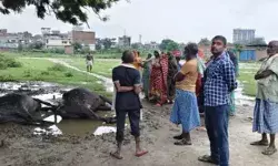 आसमान से गिरी बिजली की चपेट में आई दो भैंसों की मौके पर मौत आसमान से गिरी बिजली की चपेट में आई दो भैंसों की मौके पर मौत