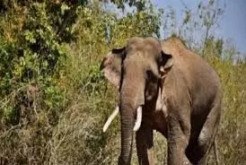 जंगल से लौट रही महिला पर हाथी का हमला, हालत नाजुक जंगल से लौट रही महिला पर हाथी का हमला, हालत नाजुक