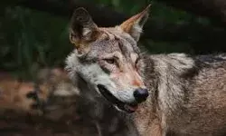 मां के सामने तीन वर्षीय बालक को खींचकर ले गया भेड़िया मां के सामने तीन वर्षीय बालक को खींचकर ले गया भेड़िया