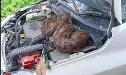 कार पर कब्जा करके बैठे अजगर ने भाजपा नेता की सांसे.... कार पर कब्जा करके बैठे अजगर ने भाजपा नेता की सांसे....