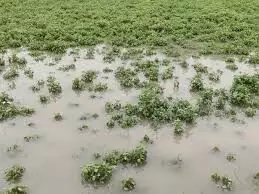 सैकड़ों बीघा जमीन जलमग्न, गन्ने की फसल को भारी नुकसान