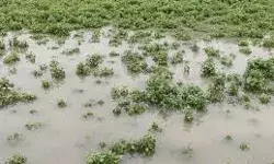 सैकड़ों बीघा जमीन जलमग्न, गन्ने की फसल को भारी नुकसान सैकड़ों बीघा जमीन जलमग्न, गन्ने की फसल को भारी नुकसान
