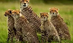 कूनो नेशनल पार्क से निकला चीतों का झुंड, ग्रामीणों में डर का महौल कूनो नेशनल पार्क से निकला चीतों का झुंड, ग्रामीणों में डर का महौल