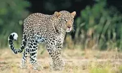 दहशत का पर्याय बना तेंदुआ वन विभाग के बिछाये जाल में.... दहशत का पर्याय बना तेंदुआ वन विभाग के बिछाये जाल में....