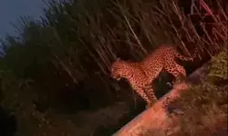 आबादी के पास गुलदार के दीदार से ग्रामीणों में दहशत- वीडियो सामने.. आबादी के पास गुलदार के दीदार से ग्रामीणों में दहशत- वीडियो सामने..