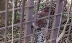 शिकार के चक्कर में निकला तेंदुआ पिंजरे में फंसा- खूब काटा खडदू शिकार के चक्कर में निकला तेंदुआ पिंजरे में फंसा- खूब काटा खडदू