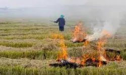 पराली को जलाने की बजाय उसे खेत में ही गला कर खाद रूप में करें इस्तेमाल