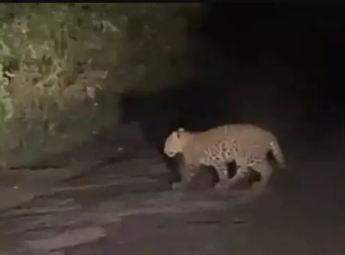 झाड़ियों ने निकले तेंदुओं ने सड़क पार कर लोगों की सांसें अटकाई