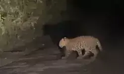 झाड़ियों ने निकले तेंदुओं ने सड़क पार कर लोगों की सांसें अटकाई