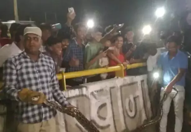 टेम्पो में घुसे मिले विशालकाय अजगर को देख उडे लोगों के होश टेम्पो में घुसे मिले विशालकाय अजगर को देख उडे लोगों के होश
