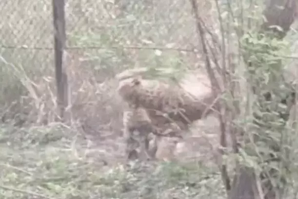 दहशतगर्द को सेना ने किया पिंजरे में कैद- महीनों से बना था दहशत का कारण दहशतगर्द को सेना ने किया पिंजरे में कैद- महीनों से बना था दहशत का कारण
