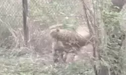 दहशतगर्द को सेना ने किया पिंजरे में कैद- महीनों से बना था दहशत का कारण दहशतगर्द को सेना ने किया पिंजरे में कैद- महीनों से बना था दहशत का कारण