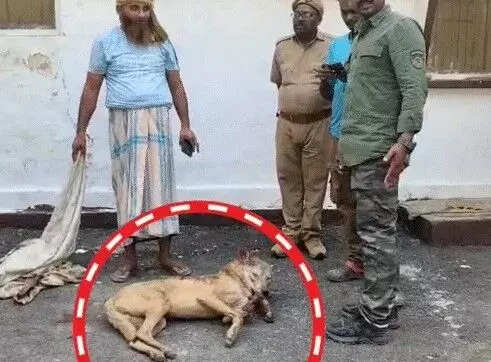 आदमखोर भेड़िए का आतंक खत्म- शूटर ने मारी गोली- चला 10 कदम और फिर.. आदमखोर भेड़िए का आतंक खत्म- शूटर ने मारी गोली- चला 10 कदम और फिर..