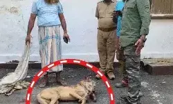 आदमखोर भेड़िए का आतंक खत्म- शूटर ने मारी गोली- चला 10 कदम और फिर..