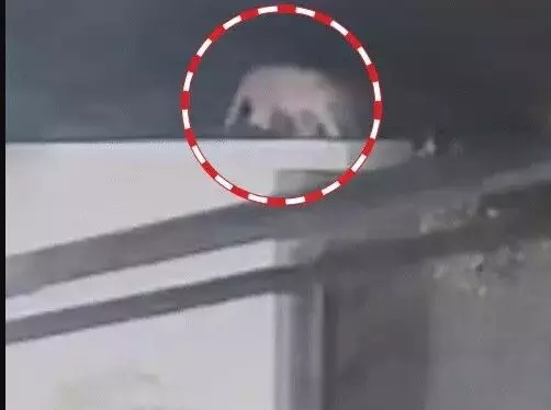 गाय पर अटैक करने को मकान की छत पर चढ़ा तेंदुआ- लाठी डंडे लेकर.. गाय पर अटैक करने को मकान की छत पर चढ़ा तेंदुआ- लाठी डंडे लेकर..