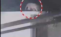 गाय पर अटैक करने को मकान की छत पर चढ़ा तेंदुआ- लाठी डंडे लेकर.. गाय पर अटैक करने को मकान की छत पर चढ़ा तेंदुआ- लाठी डंडे लेकर..