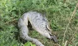 मोरनी बनी विशाल अजगर का निवाला- झाड़ियों में हमला कर अजगर ने निगला
