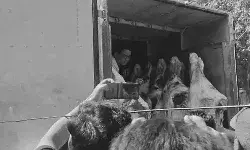 जानवरों के मांस के भरी दो पिकअप पकड़ने से हंगामा- पुलिस पर पैसे.. जानवरों के मांस के भरी दो पिकअप पकड़ने से हंगामा- पुलिस पर पैसे..